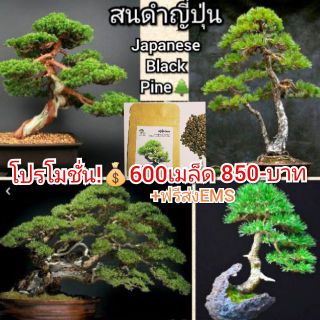 Japanese Black Pine สนดำญี่ปุ่น🌲(คัดเมล็ดใหญ่)