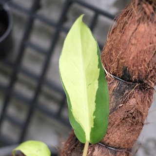 philodendron Thai Sunlight. ไม้ใบสวย​ ไม้ฟอกอากาศ