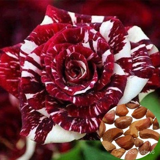 ถูก ใหม่ สายพันธุ์บอนสี 100 เมล็ด เมล็ดพันธุ์ กุหลาบหลากสี Rare Dragon Rose Flower Seeds บอนสีหายาก ต้นไม้มงคล ต้นไม้ BZ