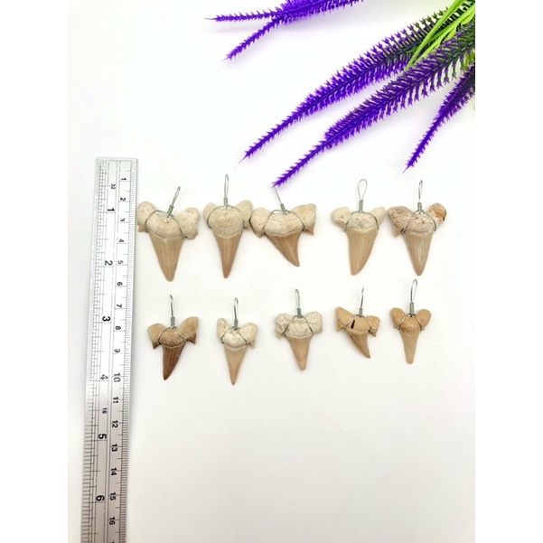 100% Natural Shark Tooth Pendent / Rare Item / Best for รูปที่ 3