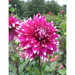 1 หัว/ออเดอร์ รักเร่ Dahlia สายพันธุ์ Englands Glory หัวรักเร่