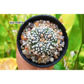 แอสโตรไฟตั้ม 5พู วี (Astrophytum asterias super kabuto v type 5rips) แคคตัส