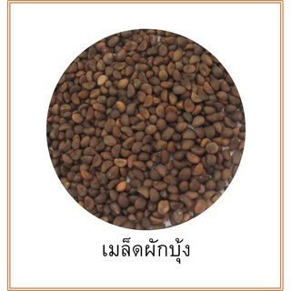 10 กิโลกรัม; เมล็ดผักบุ้งจีน ( พันธุ์ เรียวไผ่ ) เพาะรับประทานยอดอ่อน 7 วัน, เพาะรับประทานต้น 25วัน ; ร้าน dddOrchids