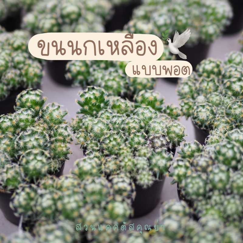 แคคตัส แมมขนนกเหลือง แบบพอตจ้า ได้หลายต้นมากๆ ต้นไม้