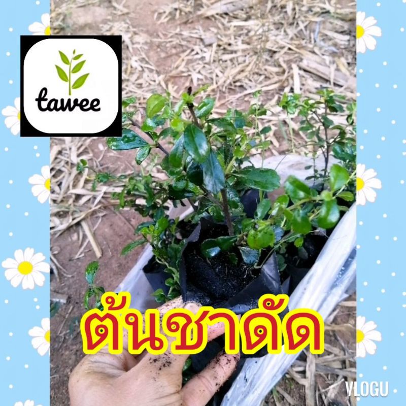 ต้น ชาดัด (ชาฮกเกี้ยน) ถุงชำ 2 นิ้ว