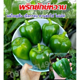 เมล็ดพันธุ์ พริกหวานสีเขียว Golden California Pepper seed เมล็ดพันธุ์แท้ นำเข้าจากต่างประเทศ ปลูกง่าย โตไว