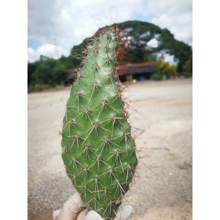 opuntia hystricina v. hanau หมีส้ม