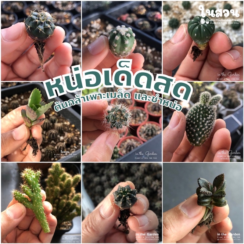 🌵หน่อเด็ดสด✨บางหน่อมีรากแล้ว✨ขนาดเท่ากับหรือใหญ่กว่าภาพตัวอย่าง🌵หน่อแคคตัส