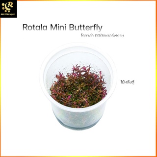 Rotala Mini butterfly โรทาล่า ต้นไม้น้ำ ไม้เนื้อเยื่อ ไม้กระปุก