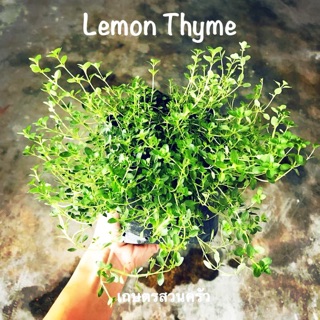 เลมอนไธม์ Lemon thyme สมุนไพรฝรั่ง ขนาดถุง 4*8นิ้ว/ขั้นต่ำ 2 ต้นคละสินค้าได้