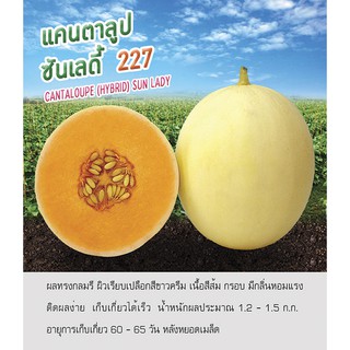 เมล็ดพันธุ์ แคนตาลูป ซันเลดี้ 227 - Cantaloupe Sun Lady ตราดอกแตง เมล็ดพันธุ์ เมล็ดผัก คุณภาพ"เพื่อนเกษตร"