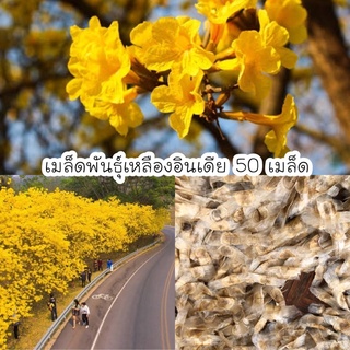 เมล็ดพันธุ์เหลืองอินเดีย ทนแล้ง ปลูกง่าย 50 เมล็ด