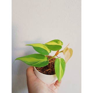 พลูบราซิล 2 สี Philodendron Brasil ไม้ฟอกอากาศ