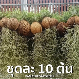 ทิลแลนเซียเคราฤาษีในลูกตีนเป็ด เป็นชุด 10 ต้น