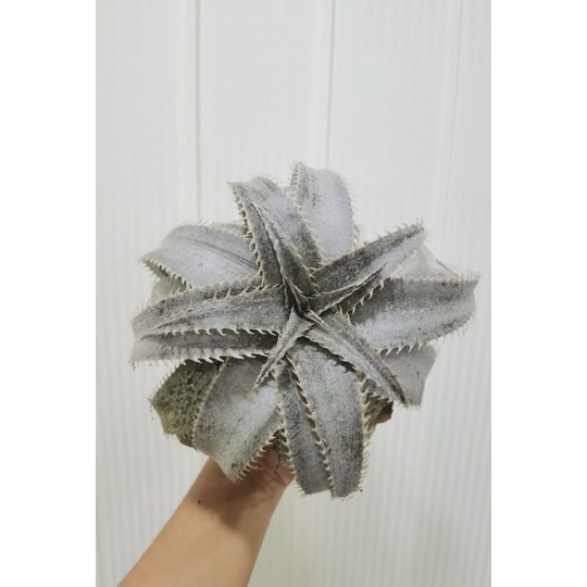 Bromeliad cryptanthus dyckia marnier