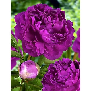 20 เมล็ด เมล็ดโบตั๋น ดอกโบตั๋น ดอกพีโอนี (Peony) สีม่วง Purple Peony