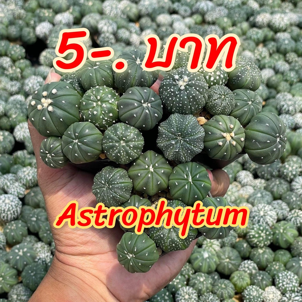 ต้นแคคตัส Astrophytum  แอสโตรไฟตัม