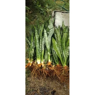 ลิ้นมังกรไม้ฟอกอากาศ🌵🌵🌵(ขั้นต่ำ3ต้น)