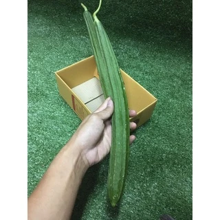 บวบเหลี่ยมสด 🥬 - บวบเขียว ผักผลไม้