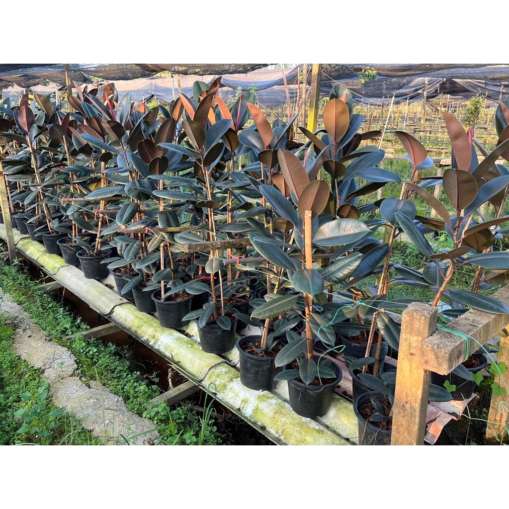 มุมมอง 4