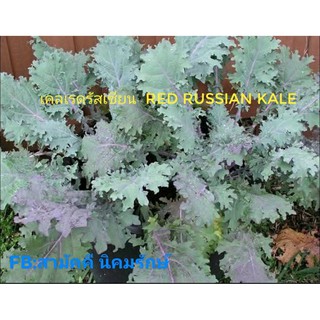 เมล็ดพันธุ์ผักเคลแดงรัสเซีย - Red Russian Kale บรรจุ 40 เมล็ด