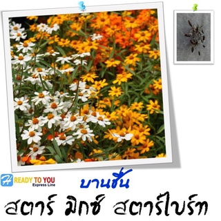 บานชื่น (Zinnia) สตาร์ 25 เมล็ด (จาก Takii &amp; Co. Ltd.)