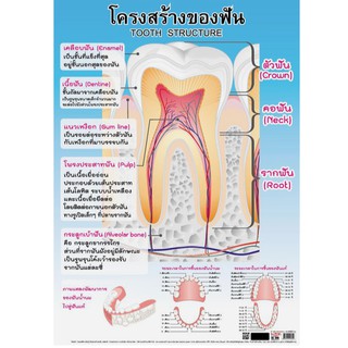 โปสเตอร์เรื่องโครงสร้างของฟัน #EQ-080 โปสเตอร์กระดาษ