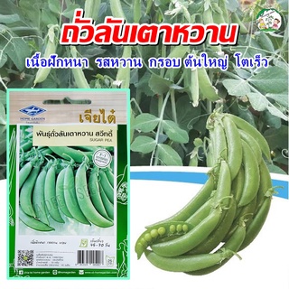 เมล็ดถั่วลันเตาหวาน สวีทตี้ ตราเจียไต๋ Sugar Pea เมล็ดพันธฺุ์ถั่วลันเตาหวาน เมล็ดถั่วลันเตา