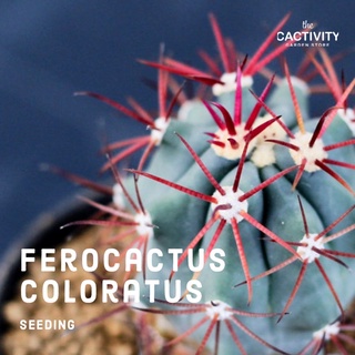 เฟโรแคคตัส Ferocactus Coloratus ไม้เมล็ดนอก (อัพเดท 31-10-2021)