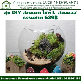 สวนในขวดแก้ว DIY ไซต์ L ราคา 639 บาท ชุดจัดจัดสวนขวดแบบเปิด