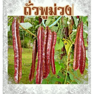 เมล็ดถั่วพลูสีม่วง - Purple Winged Bean 70 บาท/ซอง