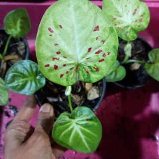 บอนสีธิดาแม่กลองลายสวยใบกลมหม่นจุดแดงชัดมาพร้อมหลอดใหม่