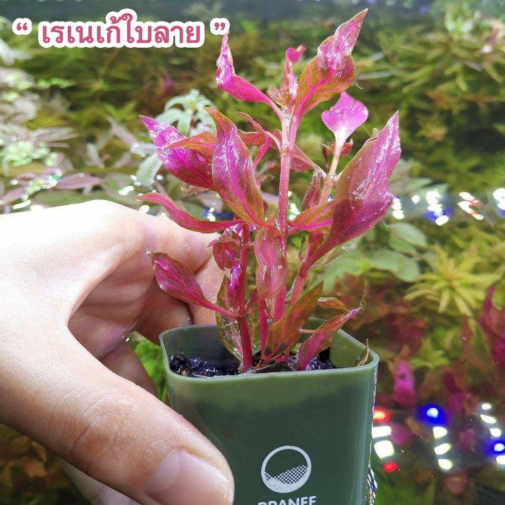 เรเนีเก้ ใบด่างReineekii rosanervic ต้นไม้น้ำ พร้อม​ปลูก  ตกแต้งตู้ปลา ***กรุณาอ่านรายละเอียดก่อนสั่งซื้อ***