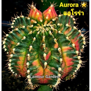 หน่อเด็ดสด แคคตัส (Gymno) "Aurora" (ออโรร่า) 💛