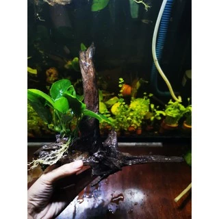 🎋ขอนไม้แต่งตู้ปลา​ อนูเบียสเกาะ1ช่อไม้ใหญ่🎋🎏