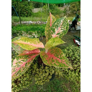 ต้นหลักทรัพย์  อโกลนีมา   Aglaonema ไม้มงคล ราชาไม้ใบ ราชาแห่งไม้ประดับ ในกระถาง 5นิ้ว 290 บาท