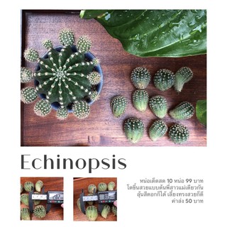 Echinopsis อิชินอปซิส - หน่อเด็กสด