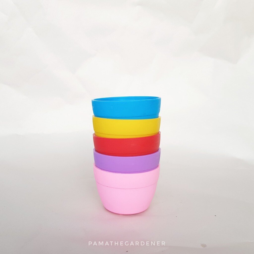 ลดล้างสต็อก !! กระถางพลาสติก 2 นิ้วสีสันสดใส สำหรับใส่แคคตัส ทิลแลนเซีย