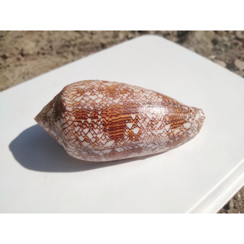 TEXTILE CONUS*******