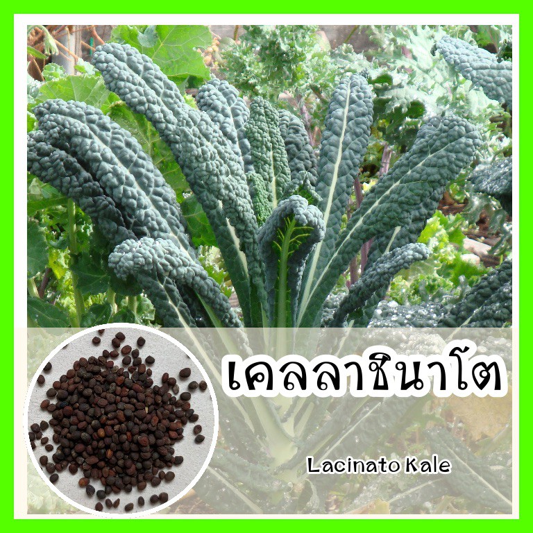 พร้อมส่ง รหัส 077 เมล็ดพันธุ์แท้ OP แท้ เคลลาชินาโต ปลูกง่ายงอกไว โตไว พืชตระกลูคะน้า- Lacinato Kale เมล็ดผักเคล