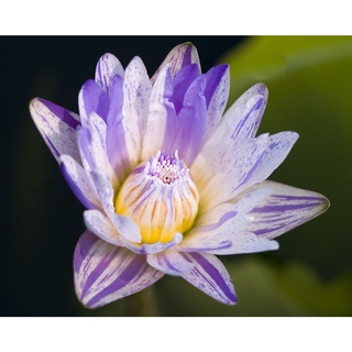 10 เมล็ด เมล็ดบัว สีม่วง นำเข้า บัวนอก สายพันธุ์เมล็ดบัว Waterlily Nymphaea Seeds