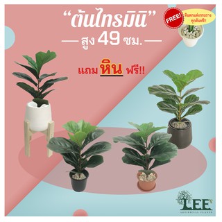 (ต้นไม้ยอดนิยม!) ต้นไทรใบสักปลอม รุ่นมินิ สูง 49 ซม. #ต้นไม้ปลอมตกแต่งบ้าน Leeartplants (๑อต)