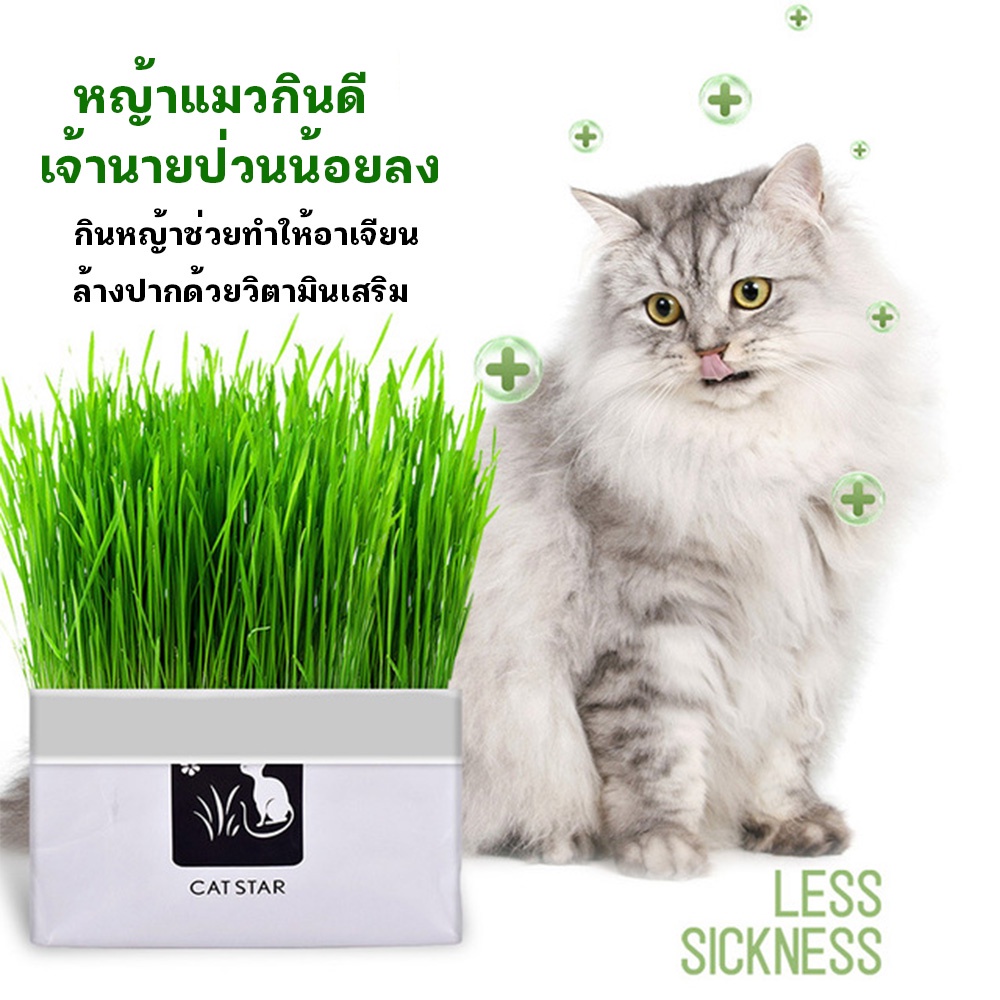 Thai.th หญ้าแมวแบบกล่อง ครบชุดพร้อมปลูก ต้นอ่อนข้าวสาลี หญ้าเเมว  สำหรับสัตว์เลี้ยง หญ้าแมว YC209