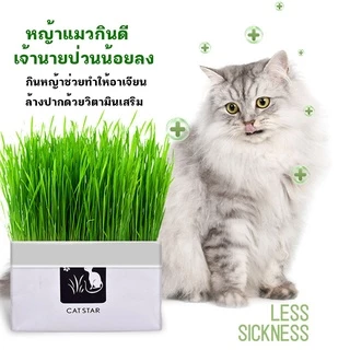 หญ้าแมวแบบกล่อง ครบชุดพร้อมปลูก ต้นอ่อนข้าวสาลี หญ้าเเมว สำหรับสัตว์เลี้ยง หญ้าแมว[มือใหม่ก็ปลูกได้ เมล็ดพันธุ์คุณภาพ]
