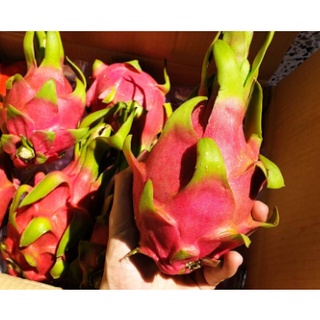 TOP-1แก้วมังกร นำเข้าจากเวียดนามแท้ DRAGON FRUIT (1ลูก) (นำเข้า Vietnam) ~ลดพิเศษ~ ผลไม้ต่างประเทศ ผลไม้สด สดใหม่ แคลอรี