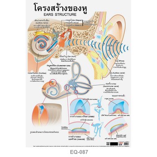 โปสเตอร์ โครงสร้างของหู #EQ-087 โปสเตอร์กระดาษอาร์ตมัน สื่อการเรียนการสอน สื่อการเรียนรู้