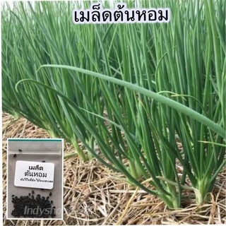 เมล็ดพันธุ์ ต้นหอม หอมแบ่ง 40-100 เมล็ด ปลูกได้ทั้งแปลง กระถาง หรือภาชนะเล็ก ปลูกง่าย ทนแดด [10 แถม 1 คละได้]
