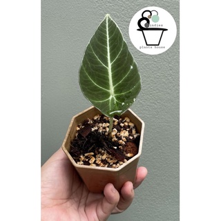 Alocasia Black Velvet, Queen Alocasia, The little Queen