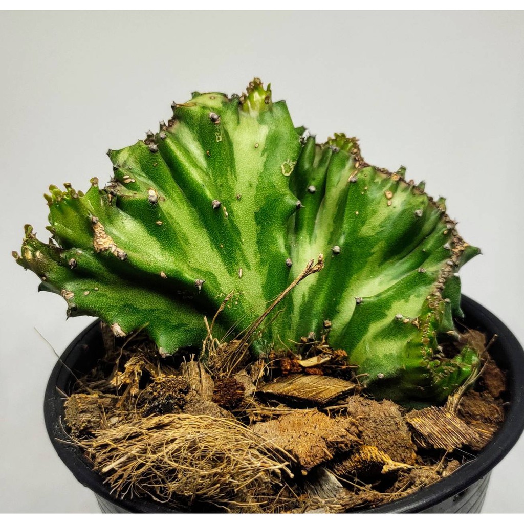 ยูโฟเบียคริสด่างเขียว ขนาดประมาณ 8 cm (Euphorbia cristata) แลคเทีย กระดูกมังกร ไม้มงคล ไม้เสริมดวง #