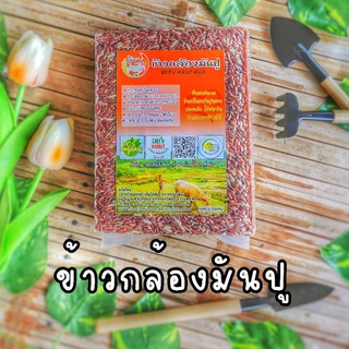 ข้าวกล้องแดง​ ข้าวมันปู​ ข้าวหอมมะลิแดง​ ใบรับรอง​ Organic​